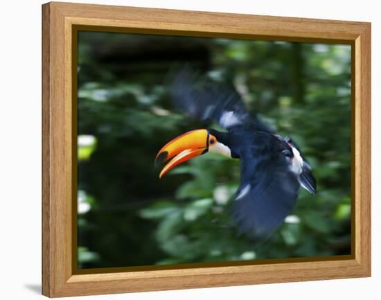 Toco Toucan (Ramphastos Toco) Flying Through the Rainforest, Brazil, Argentina-Andres Morya Hinojosa-Framed Premier Image Canvas