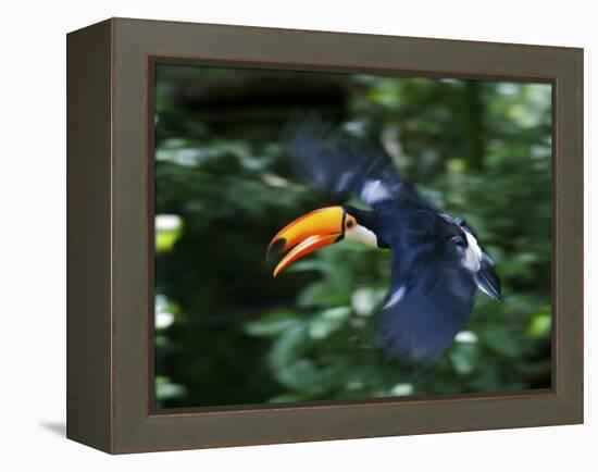 Toco Toucan (Ramphastos Toco) Flying Through the Rainforest, Brazil, Argentina-Andres Morya Hinojosa-Framed Premier Image Canvas