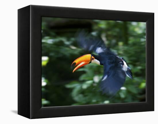 Toco Toucan (Ramphastos Toco) Flying Through the Rainforest, Brazil, Argentina-Andres Morya Hinojosa-Framed Premier Image Canvas