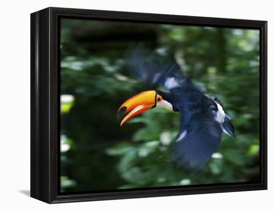 Toco Toucan (Ramphastos Toco) Flying Through the Rainforest, Brazil, Argentina-Andres Morya Hinojosa-Framed Premier Image Canvas