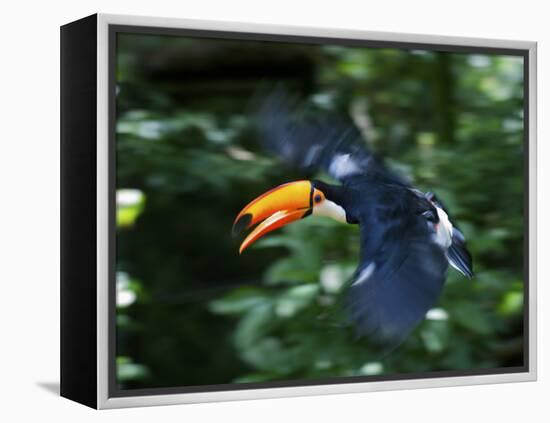 Toco Toucan (Ramphastos Toco) Flying Through the Rainforest, Brazil, Argentina-Andres Morya Hinojosa-Framed Premier Image Canvas