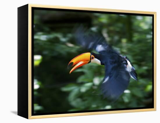 Toco Toucan (Ramphastos Toco) Flying Through the Rainforest, Brazil, Argentina-Andres Morya Hinojosa-Framed Premier Image Canvas