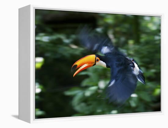 Toco Toucan (Ramphastos Toco) Flying Through the Rainforest, Brazil, Argentina-Andres Morya Hinojosa-Framed Premier Image Canvas