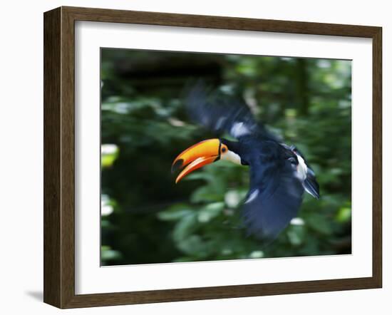 Toco Toucan (Ramphastos Toco) Flying Through the Rainforest, Brazil, Argentina-Andres Morya Hinojosa-Framed Photographic Print