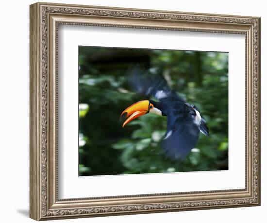 Toco Toucan (Ramphastos Toco) Flying Through the Rainforest, Brazil, Argentina-Andres Morya Hinojosa-Framed Photographic Print