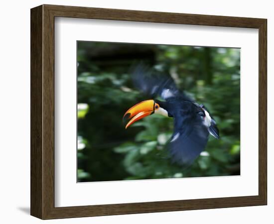 Toco Toucan (Ramphastos Toco) Flying Through the Rainforest, Brazil, Argentina-Andres Morya Hinojosa-Framed Photographic Print