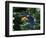 Toco Toucan (Ramphastos Toco) Flying Through the Rainforest, Brazil, Argentina-Andres Morya Hinojosa-Framed Photographic Print