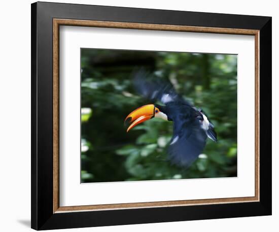 Toco Toucan (Ramphastos Toco) Flying Through the Rainforest, Brazil, Argentina-Andres Morya Hinojosa-Framed Photographic Print