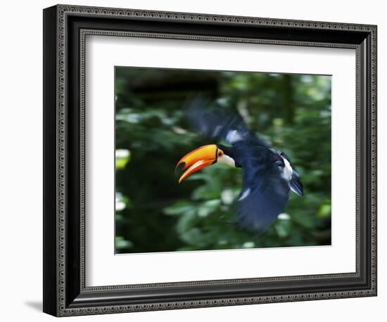 Toco Toucan (Ramphastos Toco) Flying Through the Rainforest, Brazil, Argentina-Andres Morya Hinojosa-Framed Photographic Print