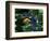 Toco Toucan (Ramphastos Toco) Flying Through the Rainforest, Brazil, Argentina-Andres Morya Hinojosa-Framed Photographic Print