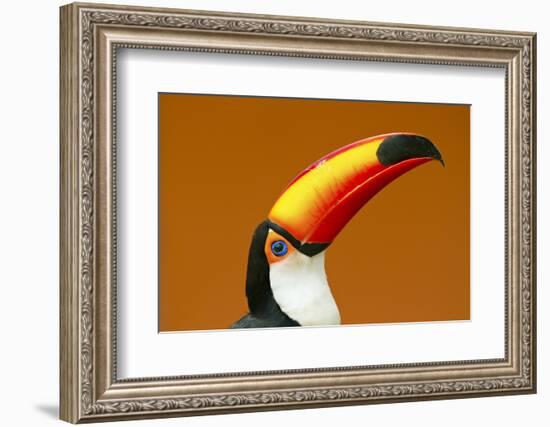 Toco Toucan (Ramphastos Toco) Head And Beak Profile Portrait, Brazil-Angelo Gandolfi-Framed Photographic Print