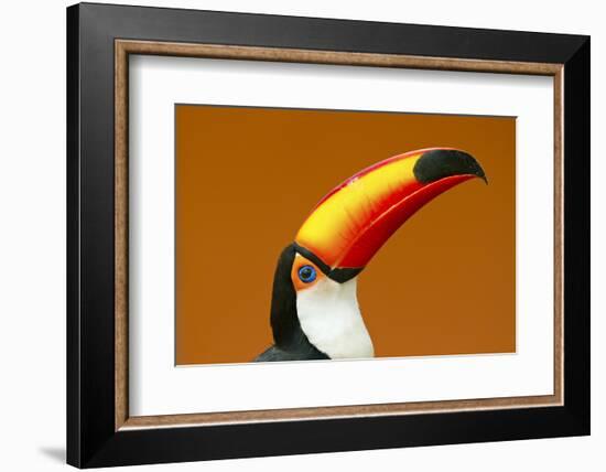 Toco Toucan (Ramphastos Toco) Head And Beak Profile Portrait, Brazil-Angelo Gandolfi-Framed Photographic Print