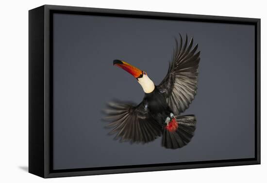 Toco Toucan (Ramphastos Toco) in Flight, Pantanal, Brazil-Wim van den Heever-Framed Premier Image Canvas