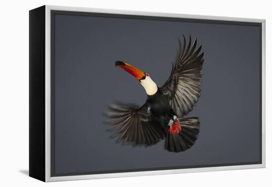 Toco Toucan (Ramphastos Toco) in Flight, Pantanal, Brazil-Wim van den Heever-Framed Premier Image Canvas