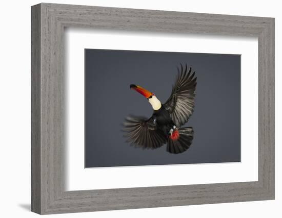 Toco Toucan (Ramphastos Toco) in Flight, Pantanal, Brazil-Wim van den Heever-Framed Photographic Print