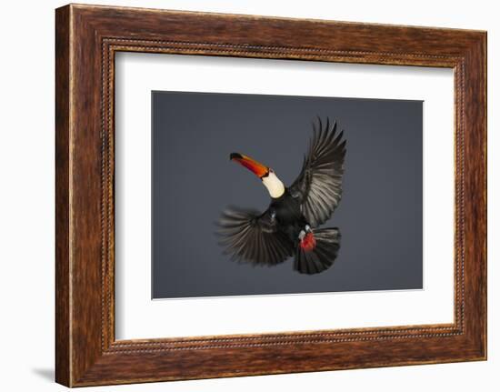 Toco Toucan (Ramphastos Toco) in Flight, Pantanal, Brazil-Wim van den Heever-Framed Photographic Print