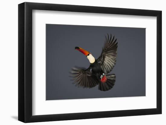 Toco Toucan (Ramphastos Toco) in Flight, Pantanal, Brazil-Wim van den Heever-Framed Photographic Print