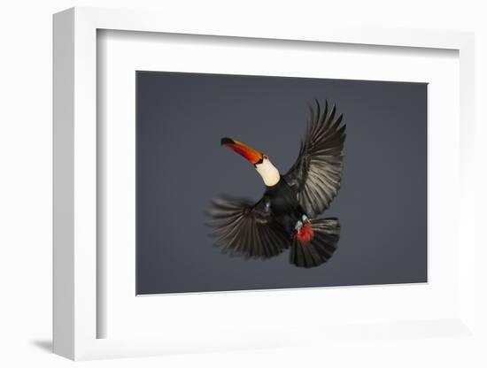 Toco Toucan (Ramphastos Toco) in Flight, Pantanal, Brazil-Wim van den Heever-Framed Photographic Print