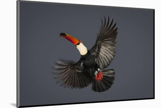 Toco Toucan (Ramphastos Toco) in Flight, Pantanal, Brazil-Wim van den Heever-Mounted Photographic Print