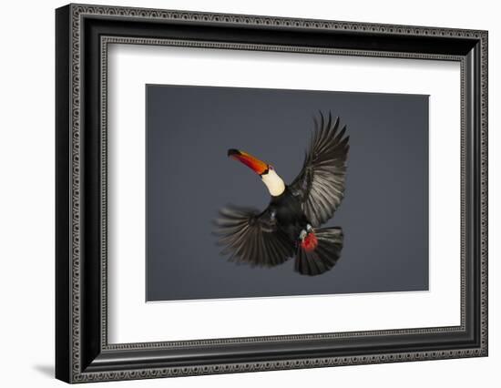 Toco Toucan (Ramphastos Toco) in Flight, Pantanal, Brazil-Wim van den Heever-Framed Photographic Print