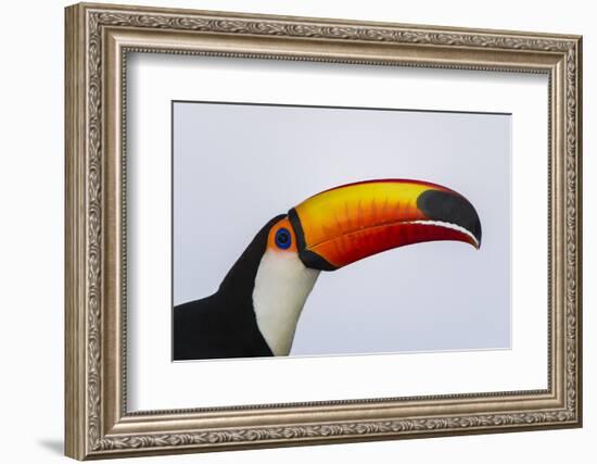 Toco Toucan (Ramphastos Toco), Northern Pantanal, Mato Grosso, Brazil-Pete Oxford-Framed Photographic Print