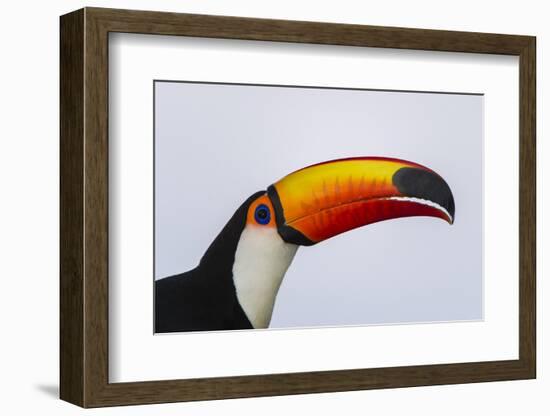 Toco Toucan (Ramphastos Toco), Northern Pantanal, Mato Grosso, Brazil-Pete Oxford-Framed Photographic Print