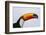 Toco Toucan (Ramphastos Toco), Northern Pantanal, Mato Grosso, Brazil-Pete Oxford-Framed Photographic Print