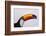 Toco Toucan (Ramphastos Toco), Northern Pantanal, Mato Grosso, Brazil-Pete Oxford-Framed Photographic Print