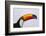 Toco Toucan (Ramphastos Toco), Northern Pantanal, Mato Grosso, Brazil-Pete Oxford-Framed Photographic Print