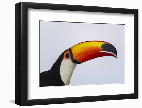 Toco Toucan (Ramphastos Toco), Northern Pantanal, Mato Grosso, Brazil-Pete Oxford-Framed Photographic Print