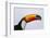 Toco Toucan (Ramphastos Toco), Northern Pantanal, Mato Grosso, Brazil-Pete Oxford-Framed Photographic Print