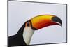 Toco Toucan (Ramphastos Toco), Northern Pantanal, Mato Grosso, Brazil-Pete Oxford-Mounted Photographic Print