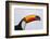 Toco Toucan (Ramphastos Toco), Northern Pantanal, Mato Grosso, Brazil-Pete Oxford-Framed Photographic Print