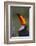 Toco Toucan (Ramphastos Toco) , Pantanal, Brazil-Hermann Brehm-Framed Photographic Print