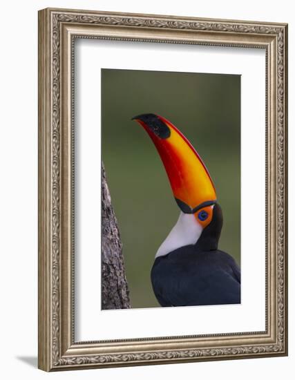 Toco Toucan (Ramphastos Toco) , Pantanal, Brazil-Hermann Brehm-Framed Photographic Print