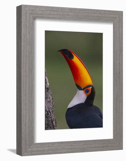 Toco Toucan (Ramphastos Toco) , Pantanal, Brazil-Hermann Brehm-Framed Photographic Print