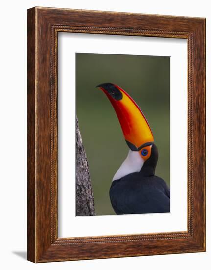 Toco Toucan (Ramphastos Toco) , Pantanal, Brazil-Hermann Brehm-Framed Photographic Print