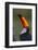 Toco Toucan (Ramphastos Toco) , Pantanal, Brazil-Hermann Brehm-Framed Photographic Print