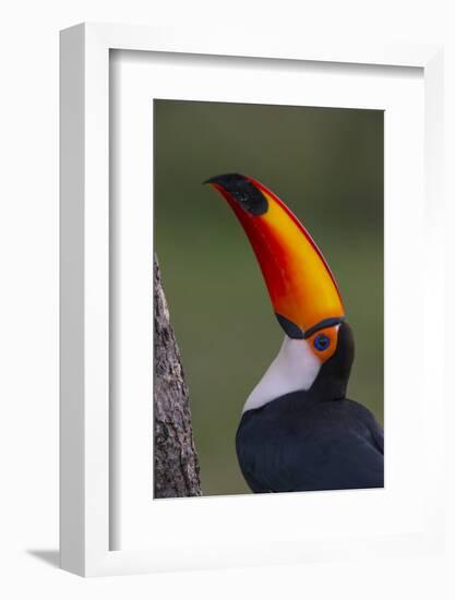 Toco Toucan (Ramphastos Toco) , Pantanal, Brazil-Hermann Brehm-Framed Photographic Print