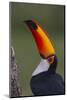 Toco Toucan (Ramphastos Toco) , Pantanal, Brazil-Hermann Brehm-Mounted Photographic Print