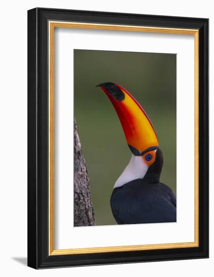 Toco Toucan (Ramphastos Toco) , Pantanal, Brazil-Hermann Brehm-Framed Photographic Print