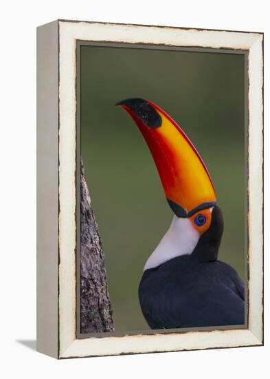 Toco Toucan (Ramphastos Toco) , Pantanal, Brazil-Hermann Brehm-Framed Premier Image Canvas