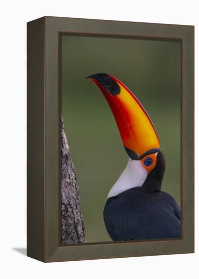 Toco Toucan (Ramphastos Toco) , Pantanal, Brazil-Hermann Brehm-Framed Premier Image Canvas