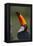 Toco Toucan (Ramphastos Toco) , Pantanal, Brazil-Hermann Brehm-Framed Premier Image Canvas