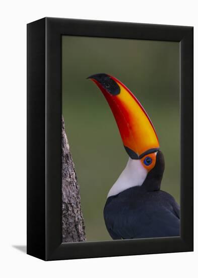 Toco Toucan (Ramphastos Toco) , Pantanal, Brazil-Hermann Brehm-Framed Premier Image Canvas