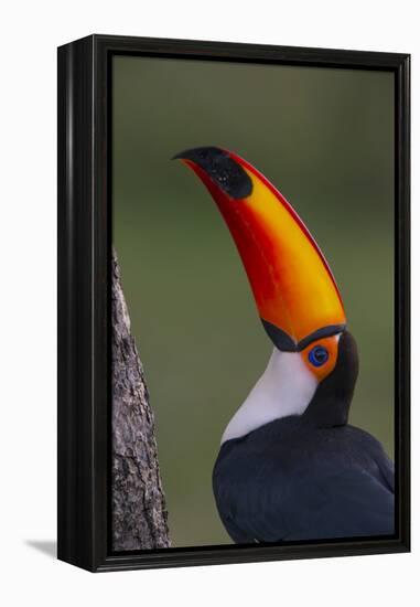 Toco Toucan (Ramphastos Toco) , Pantanal, Brazil-Hermann Brehm-Framed Premier Image Canvas