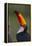 Toco Toucan (Ramphastos Toco) , Pantanal, Brazil-Hermann Brehm-Framed Premier Image Canvas