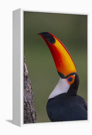 Toco Toucan (Ramphastos Toco) , Pantanal, Brazil-Hermann Brehm-Framed Premier Image Canvas