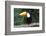 Toco Toucan (Ramphastos toco), Pantanal, Mato Grosso, Brazil, South America-G&M Therin-Weise-Framed Photographic Print