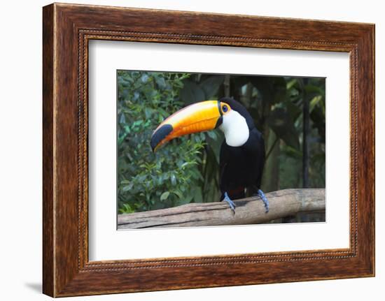 Toco Toucan (Ramphastos toco), Pantanal, Mato Grosso, Brazil, South America-G&M Therin-Weise-Framed Photographic Print